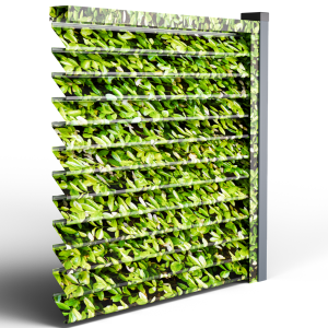 Оградна щора СИГМА - Бръшлян